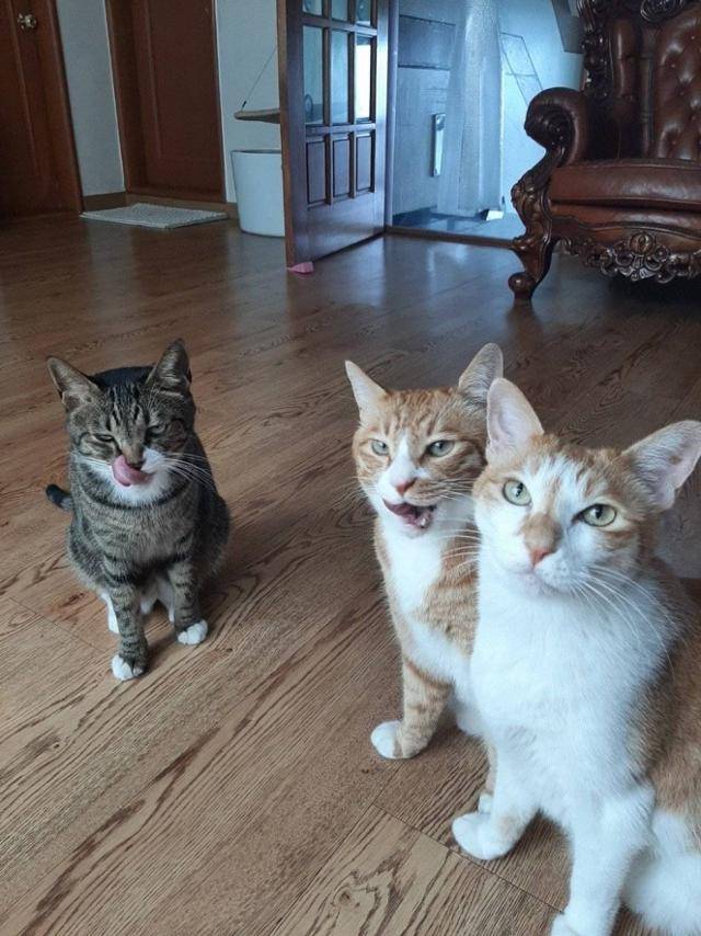 리노의 반려묘 3마리. 왼쪽부터 막내 '도리', 첫째 '순이', 둘째 '둥이'. instagram@realstraykids