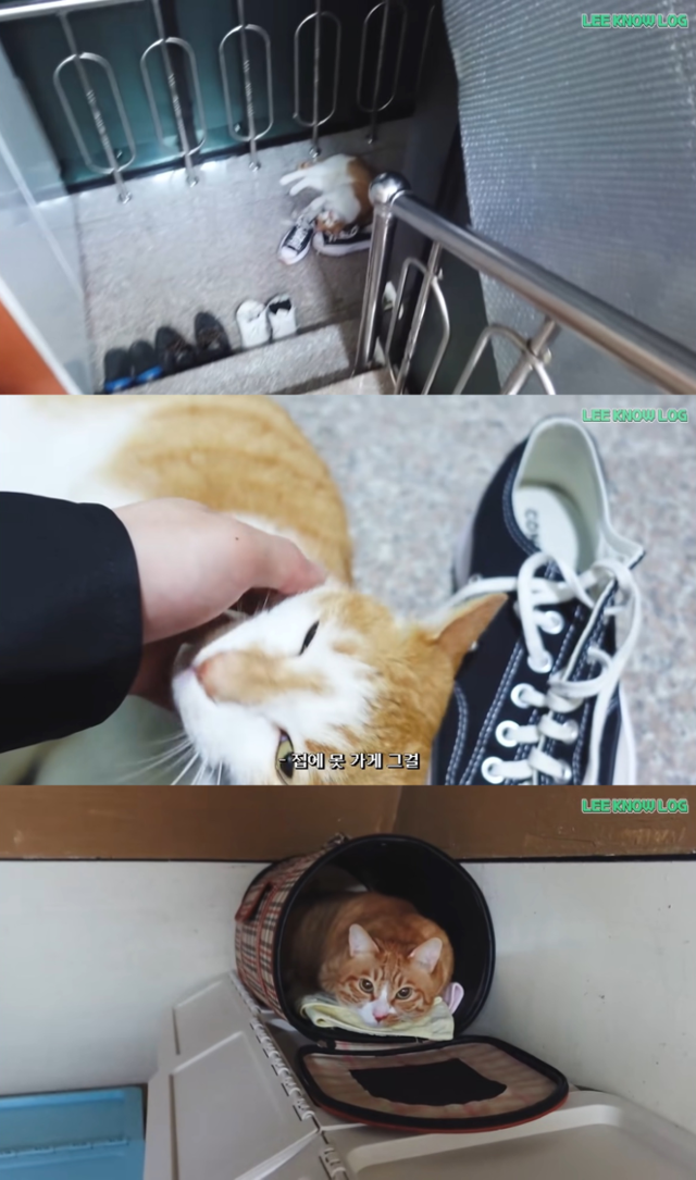 집 전체가 순둥도리를 위한 공간이에요! youtube@[SKZ VLOG] 리노(Lee Know) : LEE KNOW LOG 4