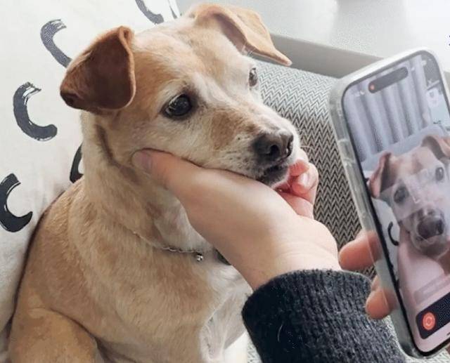 [사진출처 = 펫나우]