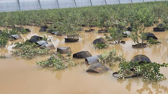 [진주=뉴시스]블루베리 농장 침수.(사진=경남농업기술원 제공).2025.07.19.photo@newsis.com *재판매 및 DB 금지
