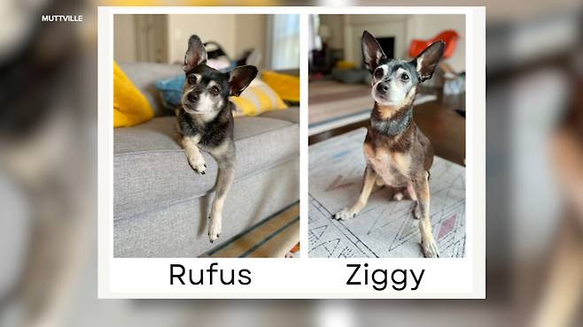 루퍼스와 지기 [ABC7 News]