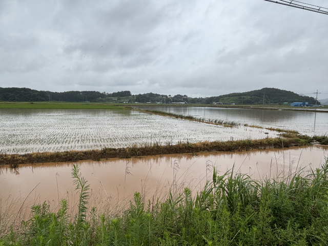 17일 충남 태안군 태안읍 어은리 일대 논이 집중호우로 침수된 모습. 농민신문 DB