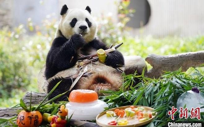 17일 (현지시간) 중국 쓰촨성 워룽 선수핑 기지의 푸바오. 중국신문망 캡처.