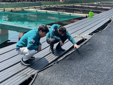 통영시 관계자들이 해상 가두리양식장 고수온 피해 상황을 점검하고 있다. /통영시