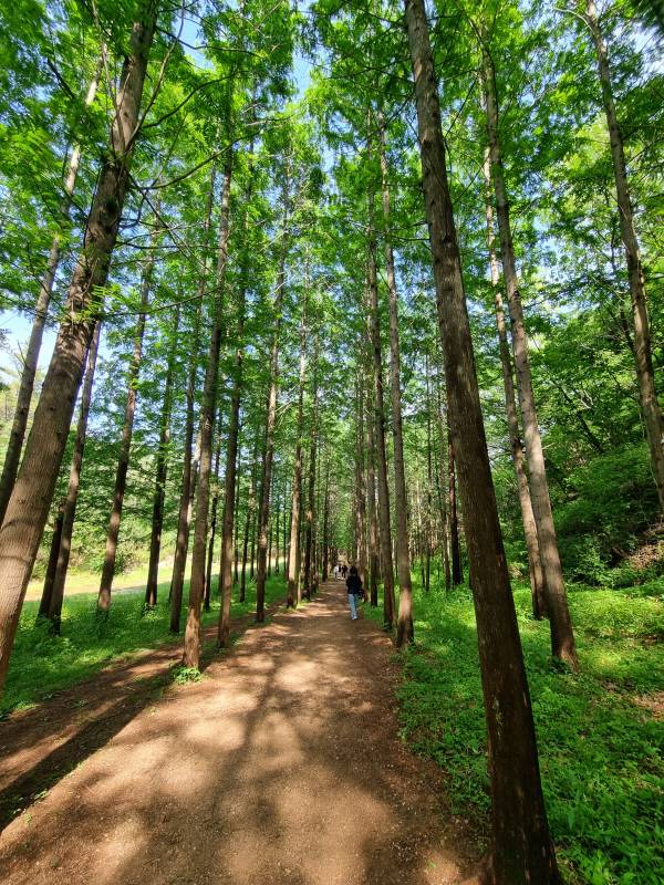 영덕 벌영리 메타세콰이어 숲.