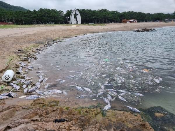 2022년 7월 영덕군 남정면 장사리 해변에 죽은 참치 떼가 밀려와 있는 모습. 영덕군 제공