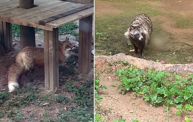 곽재식 교수가 자료 취재 과정에서 만난 사육 상태의 여우와 너구리. 곽재식 제공