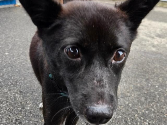 조심스러운 성격이지만 조금씩 마음의 문을 열고 있는 쇼콜라. 위액트 제공