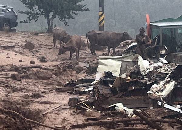 9일 경남 산청군 산청읍 부리 마을에 일부 주택이 파손해 주민과 소가 대피하고 있다. 연합뉴스
