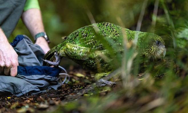세상에서 가장 무거운 앵무새 카카포(Kakapo)를 보호구역에 방생하고 있다.