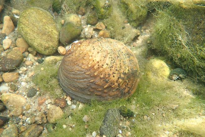 두드럭조개[국립생태원 제공]