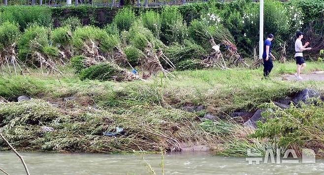 [광주=뉴시스] 이현행 기자 = 20일 오전 광주 서구 광주천 인근 산책로에서 시민들이 하천 범람으로 인해 쓰러진 무궁화나무 사이를 걷고 있다. 2025.07.20. lhh@newsis.com