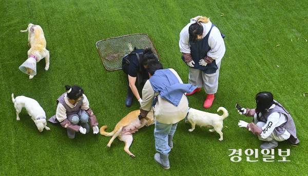 반려동물의 사망도 공적 관리 체계로 다뤄야 한다는 목소리가 나온다. 사진은 기사와 관련 없음. /경인일보DB