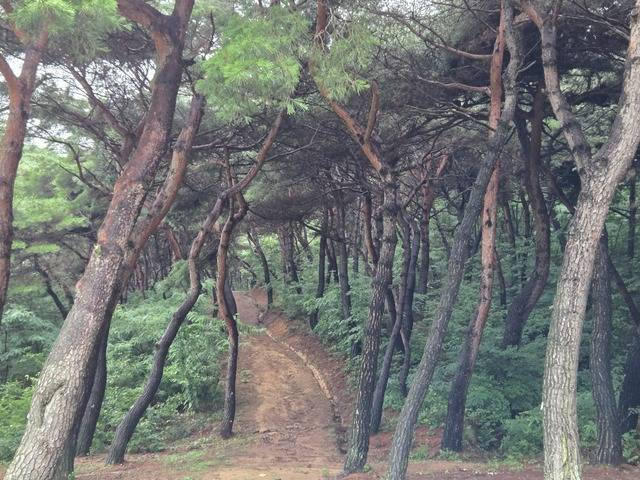 진덕여왕릉 진입로의 소나무숲길.