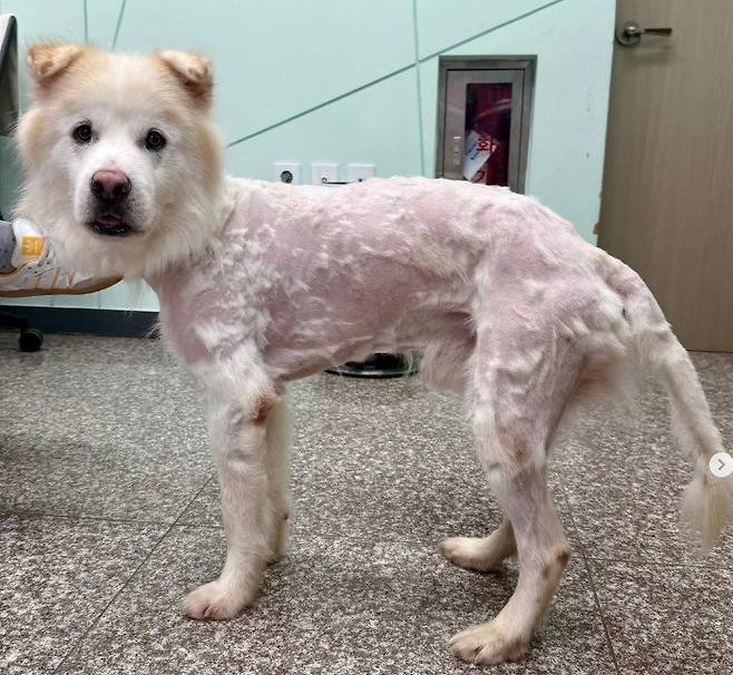 강릉시 유기견 ‘쿠노’가 입양 7시간 만에 파양돼 털이 손상된 채 보호소로 돌아왔다. 보호소는 자가미용 흔적과 함께 외형 훼손 상태를 공개하며 “책임 있는 입양만 원한다”고 호소했다. SNS 공개 이후 누리꾼들은 학대 의혹을 제기하며 비판을 쏟아내고 있다. SNS 갈무리 @gn_adoption_center