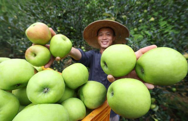 15일 경남 함양군 병곡면 소현마을 사과농장에서 박동신씨가 여름철 초록 사과인 썸머킹을 수확하고 있다. 함양군 제공