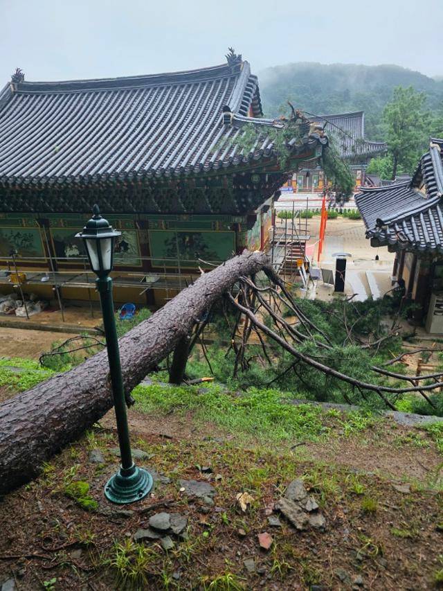경기 남양주시 봉선사 내 소나무가 쓰러져 큰 법당의 기와가 파손됐다. 국가유산청 제공