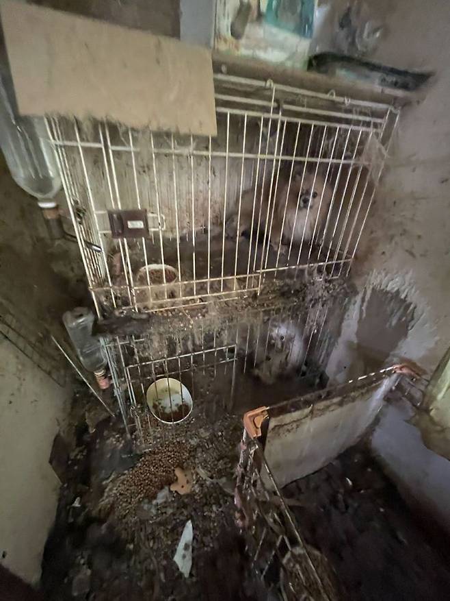 미에현 내 한 주택에서 주인이 고독사한 뒤 방치돼 있는 반려동물들의 모습. 원러브 제공