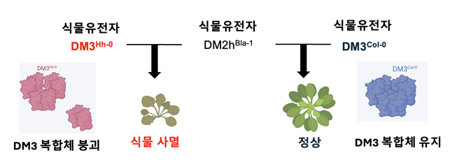 DM3 단백질 복합체 붕괴 시 식물 자가면역 유발 메커니즘.[KAIST 제공]