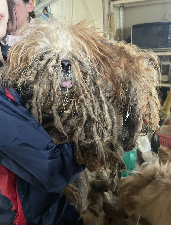 [뉴시스] 동물보호단체 원러브가 반려동물들을 구조하던 당시의 모습. (사진=원러브 제공) 2025.7.20 *재판매 및 DB 금지