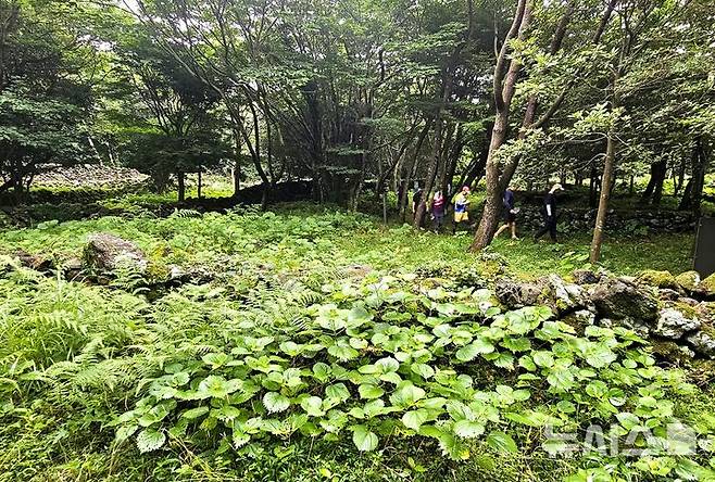 [제주=뉴시스]  임재영 기자 = 20일 오전 제주 서귀포시 남원읍 신례리에 위치한 '제주4·3 수악주둔소'. 제주4·3사건 당시 군인·경찰이 한라산에 은거한 무장대를 토벌하기 위해 구축한 석성으로 탐방로는 잡초가 무성하고, 나무는 왕성하게 자라며 숲을 이룰 기세를 보이고 있다. 2025.07.21. ijy788@newsis.com