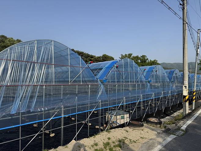 영동군 포도 광폭형 비가림시설 시범사업 현장 *재판매 및 DB 금지