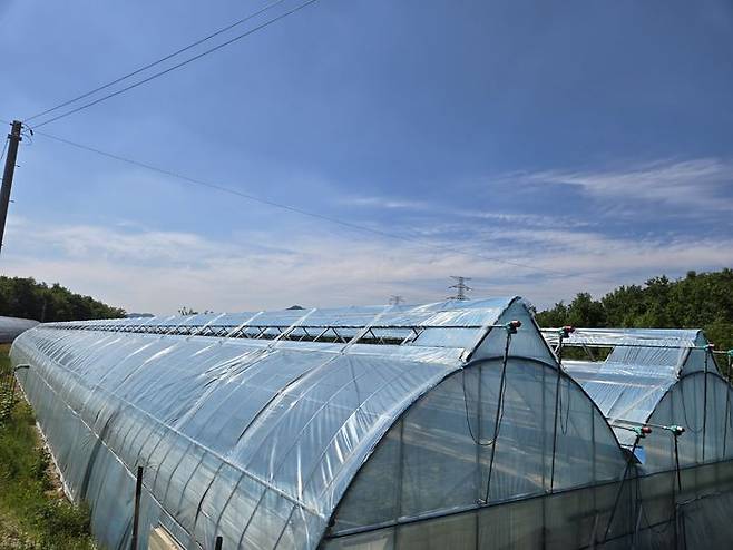 영동군 포도 천장형 환기장치 시범사업 현장  *재판매 및 DB 금지