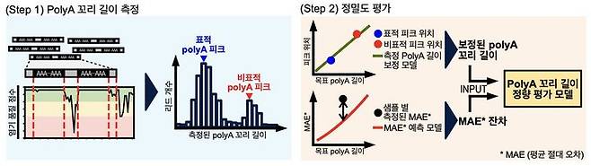 [수원=뉴시스] mRNA 치료제 품질의 핵심 요소인 poly(A) 꼬리의 길이를 정확하게 측정하고 정밀도를 평가하는 '3AIM-seq' 분석 개요. (사진=아주대 제공) 2025.07.21. photo@newsis.com *재판매 및 DB 금지