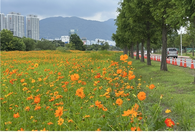 2025년도 삼락생태공원 내 도로변 황화코스모스 전경. 부산시 제공
