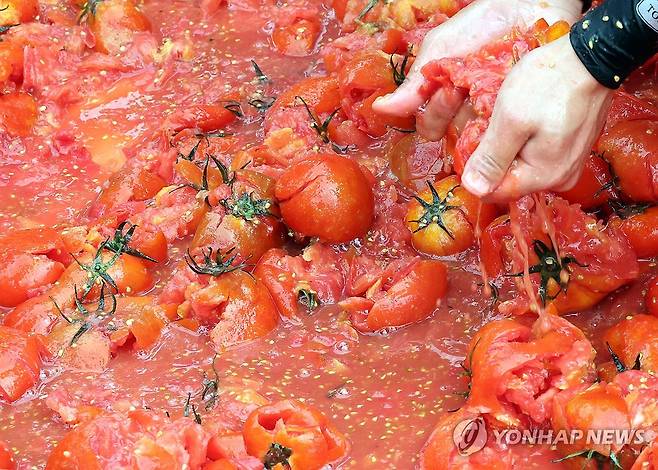2024 화천토마토축제 '반지를 찾아라' [연합뉴스 자료사진]
