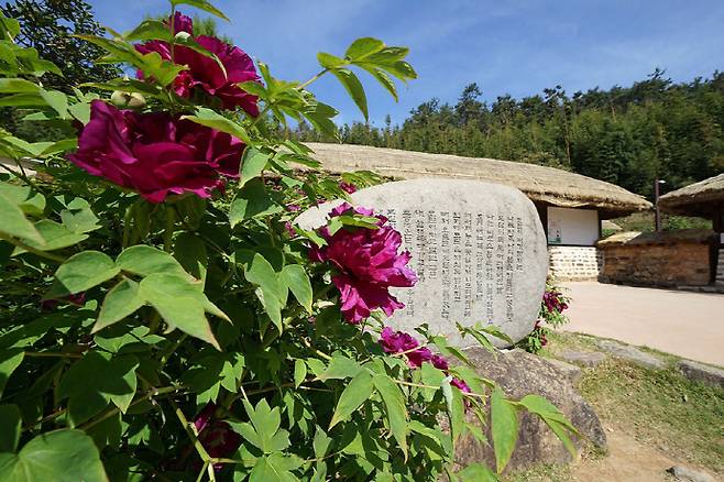 김영랑 생가의 '모란이 피기 까지는'시비 . 강진군 제공