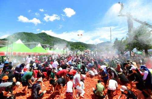 ◇화천토마토축제가 오는 8월1~3일 사내면 문화마을 일대에서 열린다. 사진은 관광객들이 ‘황금반지를 찾아라’ 이벤트를 즐기는 모습.