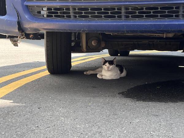 최근 창원시 마산합포구 문화동 소하천 인근에서 고양이들이 잇따라 숨졌다. 22일 오전 한 고양이가 차 아래에서 햇볕을 피하고 있다. 최근 새끼 4마리를 잃은 고양이다. /최환석 기자