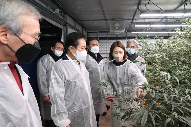 권기창 안동시장이 산업용 대마 재배 현황을 살펴보고 있다./안동시 제공