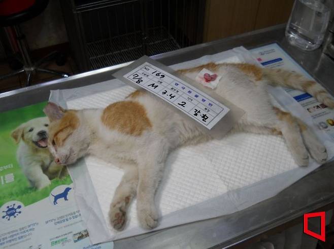 지난 8일 중성화 수술을 받기 위해 마취된 길고양이가 수술대 위에 올랐다. 박승욱 기자