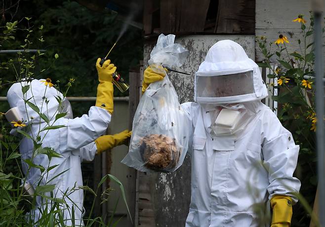 신고를 받고 출동한 소방대원들이 말벌집을 제거하는 모습. /신현종 기자