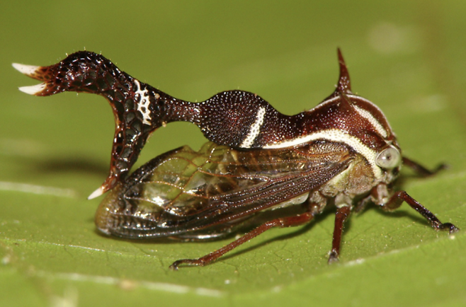 머리 위 정교한 헬멧 구조는 나무매미가 전기장을 감지하는데 도움을 준다. Roberto Eizemberg 제공.