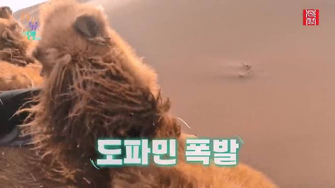 [지지고 볶는 여행]드디어 고비 사막에 도착! ....했는데 짜증 난 옥순! 이유는 낙타 위에서 옥순을 살살 긁는 영식 때문! 제발 그만...! ep19-1.mp4_20250722_122508.621.jpg 나는솔로 옥순이 낙타 타다 영식에게 짜증난 이유
