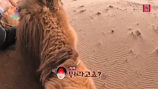 [지지고 볶는 여행]드디어 고비 사막에 도착! ....했는데 짜증 난 옥순! 이유는 낙타 위에서 옥순을 살살 긁는 영식 때문! 제발 그만...! ep19-1.mp4_20250722_122554.525.jpg 나는솔로 옥순이 낙타 타다 영식에게 짜증난 이유