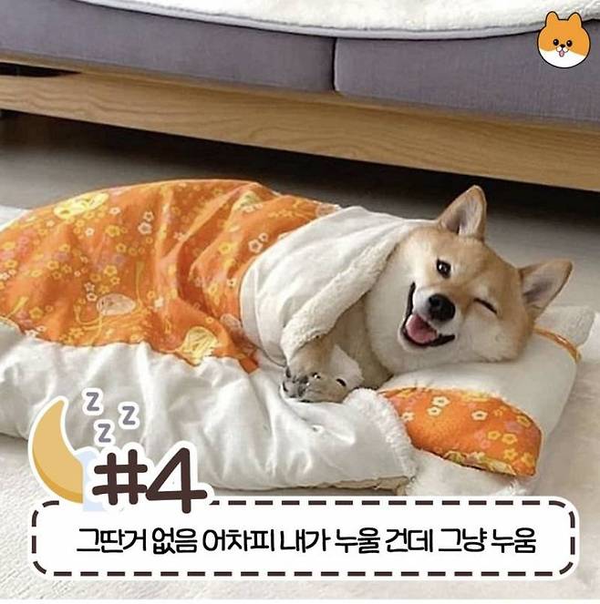 현재 반응갈리는 침대 허용 범위