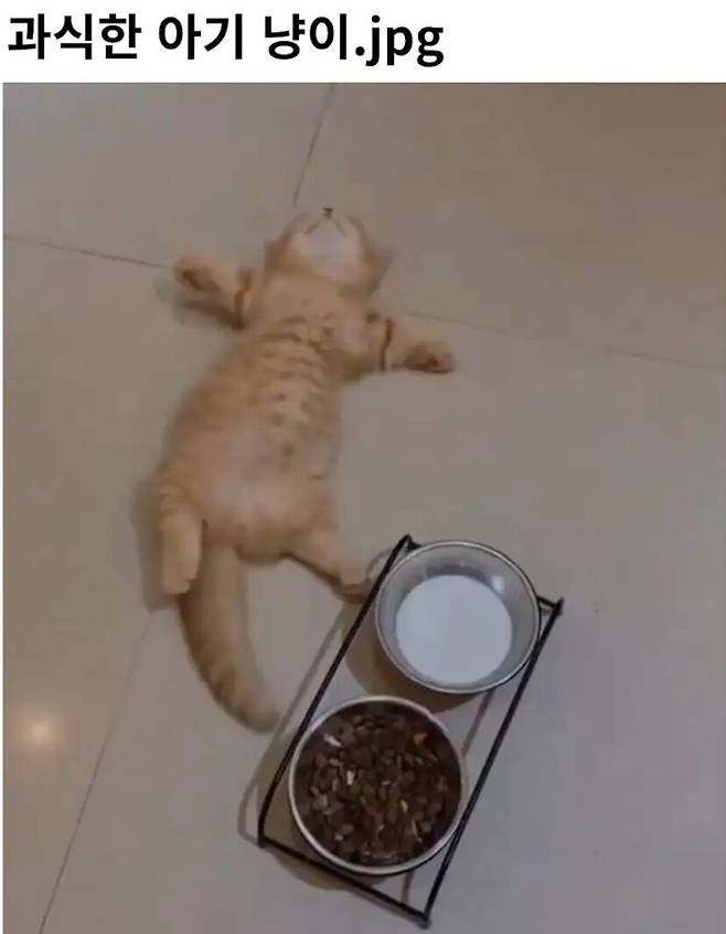 과식한 아기 고양이