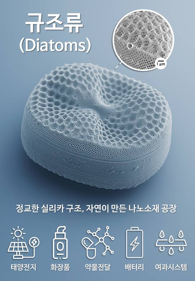 규조류 세포벽의 나노다공성 실리카 구조와 이를 활용한 배터리, 필터, 약물 전달 등 응용 가능성 (사진 제공=국립해양생물자원관)
