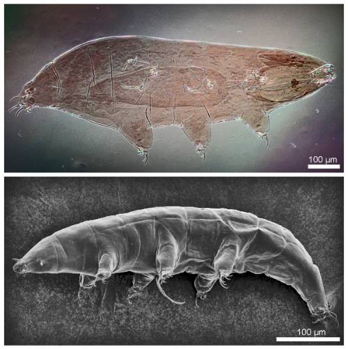 밀네시움 그란디쿠풀라 (물곰)/사진=극지연구소