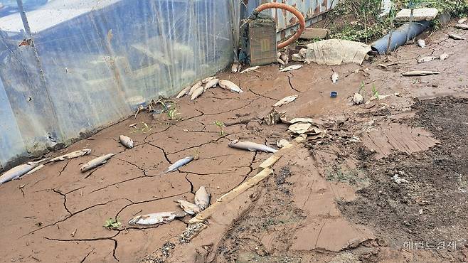 경기 가평군 조종면 일대에 있던 송어 양식장은 20일 새벽 내린 폭우로 형태를 알아볼 수 없을 만큼 망가졌다. 사진은 송어 사체가 양식장 진흙 바닥에 나뒹구는 모습. [독자 제공]