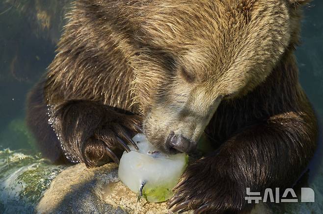 [로마=AP/뉴시스] 이탈리아에 폭염이 이어져 기온이  연일 40도를 넘는가운데  로마 동물원의 곰 한 마리가  7월 2일 얼린 과일을 먹으며 더위를 식히고 있다. 2025.07.22.