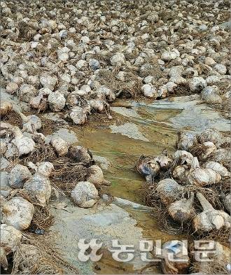 경남 합천군 율곡면 신동원씨(54)의 비닐하우스에서 말리던 마늘이 침수돼 상품성을 잃었다. 합천=박하늘 기자