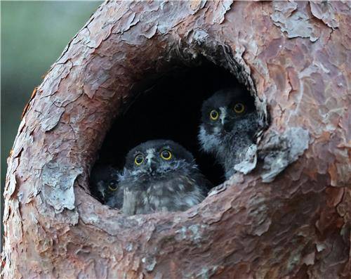 솔부엉이 새끼 3형제 [촬영 유형재]