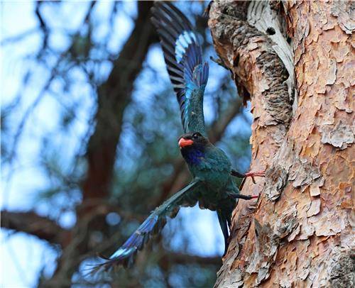 성황림 소나무에서 새끼 키우는 파랑새 [촬영 유형재]