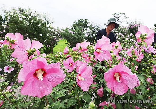 나라꽃 무궁화 활짝 (수원=연합뉴스) 홍기원 기자 = 제헌절을 하루 앞둔 16일 경기도 수원시 권선구 수원무궁화원에서 관계자들이 활짝 핀 무궁화를 돌보고 있다. 2025.7.16 xanadu@yna.co.kr