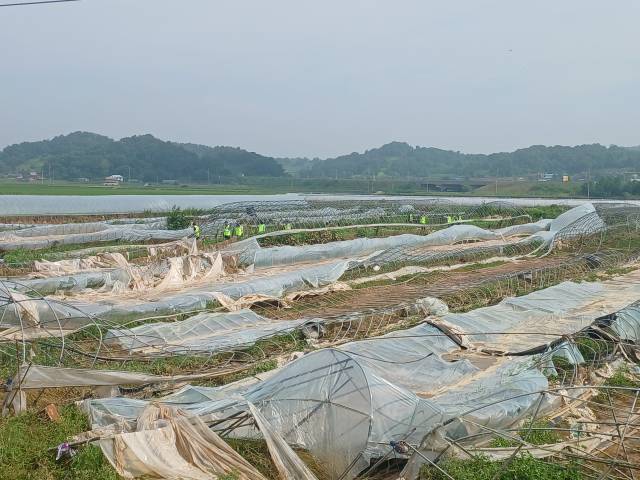 예산군 고덕면 한 농가의 비닐하우스가 폭우 피해를 입고 쓰러져 있다. 사진=권혁조 기자.